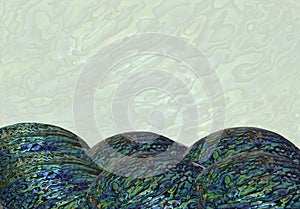 Paua Shell Maori For Abalone Close up photo